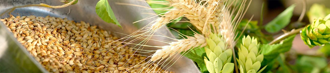 Micro Malting in Practice Micro Malting in Practice