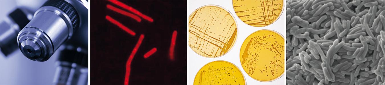 Micro Malting in Practice